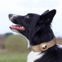 GeoPet - Le collier de chien anti-perte